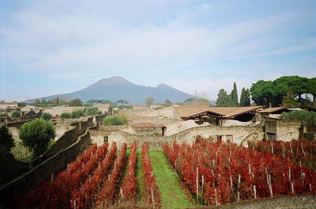 I.20.1 Pompeii. November 2009. Looking north across the vineyard of the Inn of the Gladiators.  Photo courtesy of Rick Bauer.
