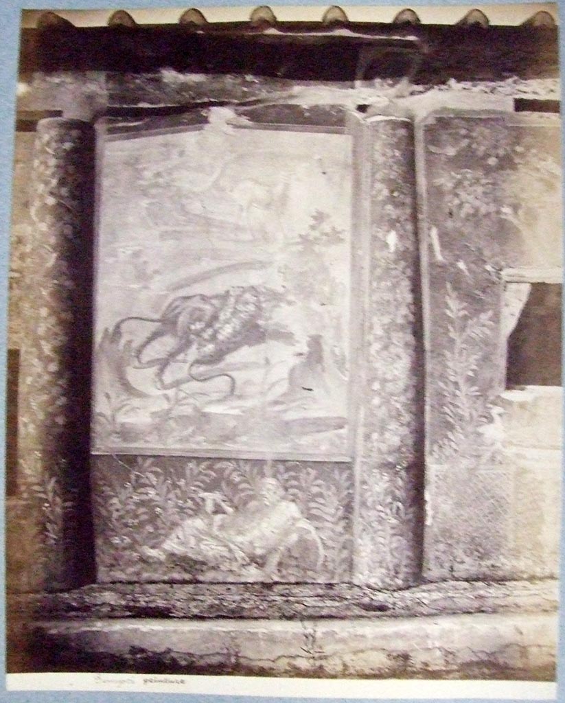 V.1.18 Pompeii. Painting on east wall of peristyle garden “i”.  
A bull running to the right carrying a leopard which had attacked him. In the background are a gazelle and a tree.  
Old undated photograph courtesy of the Society of Antiquaries, Fox Collection.
See Jashemski, W. F., 1993. The Gardens of Pompeii, Volume II: Appendices. New York: Caratzas. (p.334, T:388).
