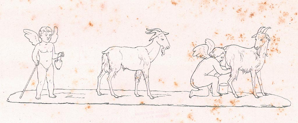 VI.8.22 Pompeii. Drawing by Zahn of Cupids milking goats, seen in tablinum.
See Zahn W. Neu entdeckte Wandgemälde in Pompeji gezeichnet von W. Zahn [ca. 1828], taf. XXXIV.
According to Breton –
“At the rear of the atrium, between the two alae, is the tablinum which was decorated with gracious paintings representing deer pulling a chariot, Cupids fighting animals or milking a goat.  The floor, in white mosaic framed by a beautiful black meander, is well preserved.  In the exedra, next to the tablinum, is a theatrical painting, and whose composition has much analogy with that of the famous mosaic of the poet's house: Mr. Bonnucci believes he could recognize a scene from Plautus' Miles: this painting is nearly entirely erased.”
See Breton, Ernest. 1855. Pompeia, decrite et dessine : Seconde édition. Paris, Baudry. (p.267)
