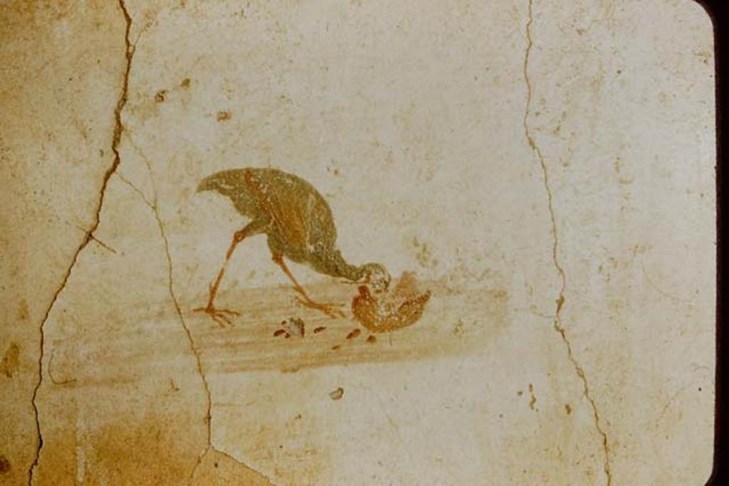 VI.8.23 Pompeii. 1957. Painted bird from east wall of cubiculum, a partridge eating a fruit.
Photo by Stanley A. Jashemski.
Source: The Wilhelmina and Stanley A. Jashemski archive in the University of Maryland Library, Special Collections (See collection page) and made available under the Creative Commons Attribution-Non Commercial License v.4. See Licence and use details.
J57f0347
