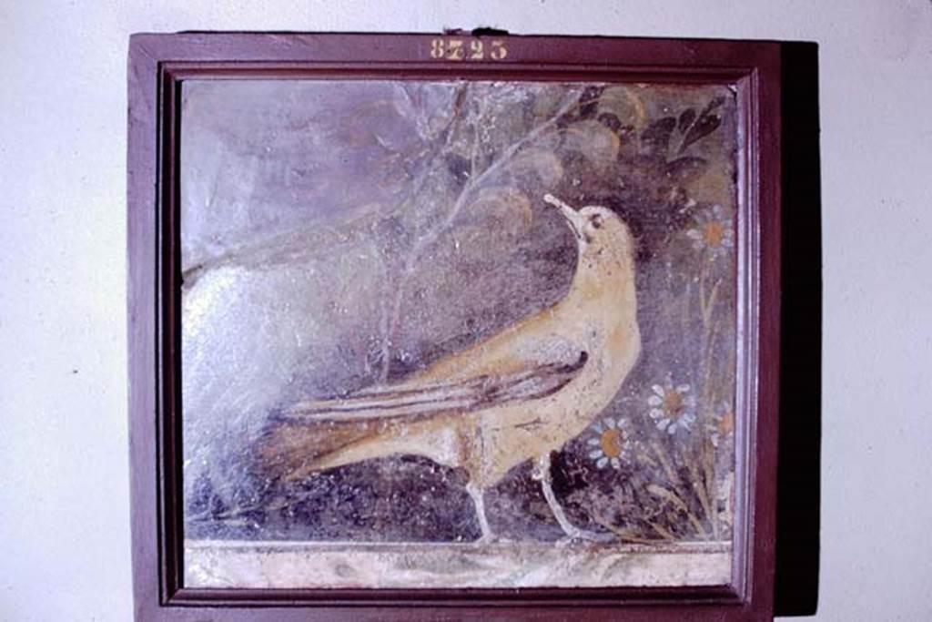 VI.17.9-11 Pompeii. Found 30th June 1764. 1966. Bird with flowers and plants.
Now in Naples Archaeological Museum. Inventory number 8723.
Photo by Stanley A. Jashemski.
Source: The Wilhelmina and Stanley A. Jashemski archive in the University of Maryland Library, Special Collections (See collection page) and made available under the Creative Commons Attribution-Non-Commercial License v.4. See Licence and use details.
J66f0795
