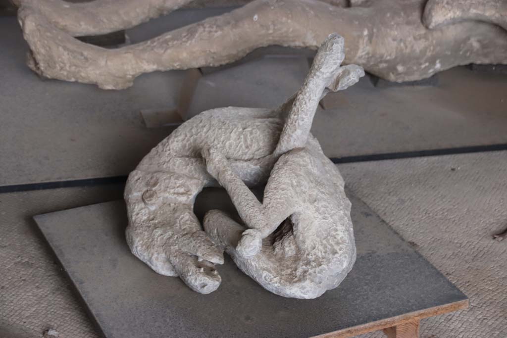 VI.17.42 Pompeii. October 2020. Cast of watchdog found chained in VI.14.20. Photo courtesy of Klaus Heese. 