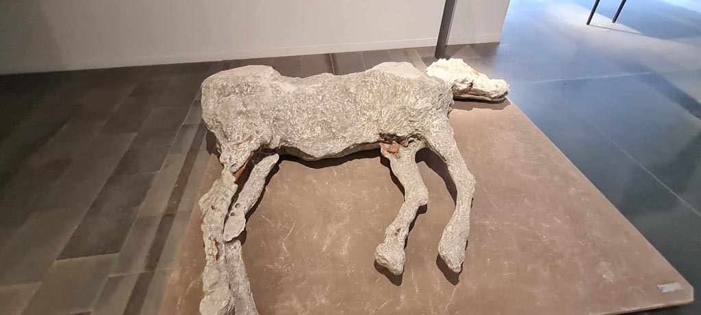 VIII.1.4 Pompeii. April 2022. Horse plaster-cast from Villa 52, at Civita Giuliana, Pompeii. Photo courtesy of Giuseppe Ciaramella.