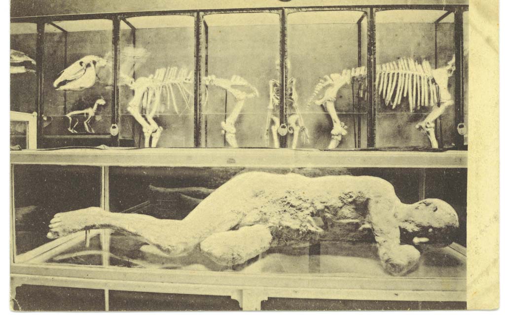 Victim number 7, photographed in a display case in Room III of the museum. Postcard by Carlo Cotini.
Photo courtesy of Eugene Dwyer.

