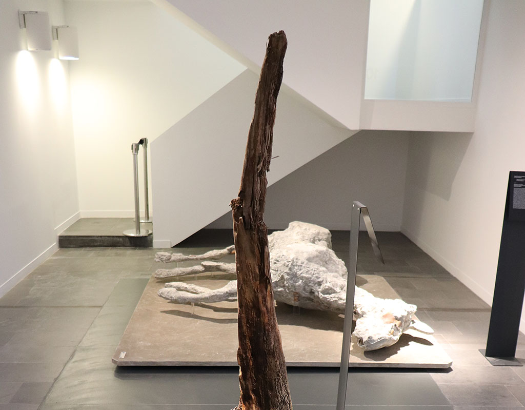 Victim 91. February 2021. Plaster cast of first horse from Villa 52, at Cività Giuliana, Pompeii in Pompeii Antiquarium. 
An exceptional find for Pompeii. For the first time it is possible to restore, via the technique of casts, the intact outline of a horse discovered in one of the rooms of the Cività Giuliana excavation.

Vittima 91. febbraio 2021. Calco in gesso del primo cavallo da Villa 52, a Cività Giuliana, Pompei nell'Antiquarium di Pompei. 
Un ritrovamento eccezionale per Pompei. Per la prima volta è possibile restituire, attraverso la tecnica dei calchi, la sagoma integra di un cavallo rinvenuto in uno degli ambienti dello scavo di Civita Giuliana.

Photo courtesy of Fabien Bièvre-Perrin (CC BY-NC-SA).

