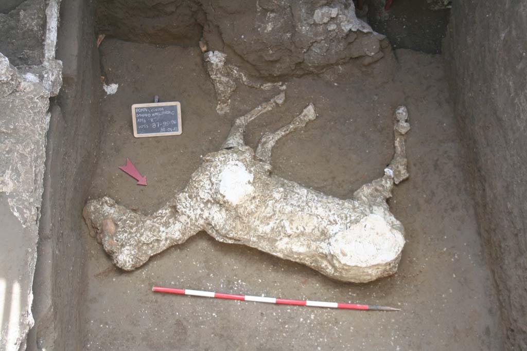 Victim 91. January 2018. Plaster cast of the horse of loc. Cività Giuliana. The animal rests on the ground on its left side, with the right side visible. 
The hind limbs seem to have been disturbed by the activities of the grave robbers who have targeted the area in recent times.

The visible skeletal remains of the animal show good ossification, indicating an adult individual. The radiological examination of the skeleton will be able to yield more precise information in this regard, and also supply information on the osteological health of the animal (eg. skeletal pathology).

Identification of a species is currently not completely certain. From a preliminary analysis based on the morphology of the outline, proportions and height at the withers (the measurement from the shoulder - scapula - to the ground), it seems probable that the discovered equid is a horse (Equus caballus).

Vittima 91. Gennaio 2018. Calco in gesso del cavallo di loc. Civita Giuliana. L'animale poggia sul suolo con il fianco sinistro e mostra allo sguardo quello destro. Gli arti posteriori sembrano sconvolti dalle attività dei tombaroli che hanno interessato l'area in tempi recenti.

I resti scheletrici visibili dell'animale mostrano una buona ossificazione riconducibile ad un individuo adulto. L'esame radiologico dello scheletro potrà restituire dati più precisi al riguardo ed anche fornire informazioni sullo stato di salute osteologica dell'animale (es. patologie scheletriche).

L'attribuzione alla specie non è al momento del tutto certa. Da un'analisi preliminare basata su morfologia della sagoma, proporzioni e altezza al garrese (la misura dalla spalla -scapola- a terra) sembra probabile che l'equide ritrovato sia un cavallo (Equus caballus).

Photograph © Parco Archeologico di Pompei.
