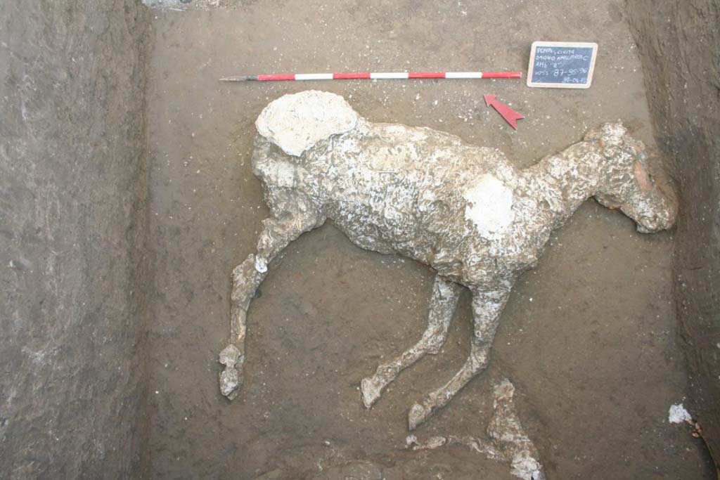 Victim 91. January 2018. Plaster cast of the horse of loc. Cività Giuliana. Calco in gesso del cavallo di loc. Civita Giuliana. 

The animal displays a height at the withers of approx. 150 cm. One must bear in mind that ancient horses were probably smaller compared to those alive today. It is all the more remarkable, therefore, that the Cività Giuliana horse exhibits dimensions which were considerable for the time, which could suggest the existence of selectively bred individuals in the area of Pompeii in AD 79.

In addition, the horse exhibits an iron harness with small bronze studs in the skull area. This presence could attest to the value and role of this animal.

Other remains of equids have been identified in the area of the 'thunder' collapse, whose collapse itself could have been caused by the presence of a significant number of cavities in the sediment, corresponding to the animal carcasses.

Columella (De Re Rustica, VI, 27) reports that "equine livestock was divided into three categories. There was a more noble breed, which lent the horse well to circus games and races; then there were mules which, for the benefits gained from their offspring, could be compared to the noble breed; and finally, to speak of the least precious of all, the vulgar breed should be mentioned, which produced mediocre males and females".

The Cività Giuliana horse must have belonged to the 'noblest breed'. It was an indicator of the wealth of its owner due to its imposing size, likely the result of careful breeding, and to the precious harness in iron and bronze. This horse must have been a symbolic animal, which unfortunately, despite its high symbolic value, suffered the same fate as many other equids present in the numerous stables (e.g. equids of the Chaste Lovers) which were widespread in Pompeii and the extra-urban villas at the time of the eruption in AD79.

Vittima 81. Gennaio 2018. L'animale mostra un'altezza al garrese di ca. 150 cm. Sebbene, bisogna tener presente che i cavalli antichi erano probabilmente di taglia ridotta rispetto a quelli attuali, il cavallo di Civita Giuliana ha dimensioni considerevoli, per l'epoca, che potrebbero suggerire l'esistenza di individui altamente selezionati nell'area di Pompei nel 79 d.C.

Il cavallo mostra, inoltre, nella zona del cranio finimenti in ferro con piccole borchie in bronzo (FIGURA 2). Tale presenza potrebbe essere ricondotta al valore e ruolo di questo animale.

Altri resti di equidi sono stati individuati nella zona del crollo del "tuono", il cui crollo stesso potrebbe essere stato causato dalla presenza di un numero consistente di vuoti nel sedimento, corrispondenti a carcasse di animali.

Columella (De Re Rustica, VI, 27) riporta che il bestiame equino si divideva in tre categorie. Vi era una razza più nobile, che offriva cavalli per i giochi del circo e per le gare; poi vi erano i muli, che per i guadagni dati dalla loro prole potevano essere paragonati alla razza nobile; ed infine, come meno pregiata di tutte, viene menzionata la razza volgare, che produceva mediocri maschi e femmine.

Il cavallo di Civita Giuliana doveva far parte della "razza più nobile". Esso era uno indicatore della ricchezza del padrone per la sua imponenza dimensionale, probabilmente frutto di accurate selezioni, ed i sui finimenti di pregio, in ferro e bronzo. Questo cavallo deve essere stato un animale di rappresentanza che, purtroppo, nonostante l'alto valore simbolico, ha subito lo stesso destino di molti altri equidi presenti nelle numerose stalle (es: equidi dei Casti Amanti) diffuse a Pompei e nelle ville extraurbane al tempo dell'eruzione del 79 d.C.

Photograph © Parco Archeologico di Pompei.
