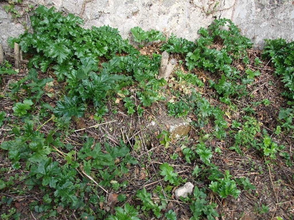 I.2.10 Pompeii. December 2006. Peristyle garden area.
According to Garcia y Garcia, because of the damage from the bombing in September 1943, there is not much to see of the peristyle anymore.
See Garcia y Garcia, L., 2006. Danni di guerra a Pompei. Rome: L’Erma di Bretschneider. (p.37)
According to Jashemski, today the garden is almost totally destroyed.
She wrote, according to Mau, most of the garden was occupied by a large pool (5.40 x2.90m) which sloped towards the west from where it drained through a pipe into the street; the pool was surrounded by a low wall, about 0.55m high.
This left only a narrow space between the pool and the walls.
In the north-west corner were the two couches of the masonry biclinium.
This sloped, as was customary towards the wall so rainwater falling on them was carried away by a terracotta drain.
This drain emptied into the pool.
A square niche under the north couch provided a storage space; on the wall above this couch was a rectangular niche lararium with a roughly made aedicula façade. At the east end of the north couch was a masonry table.
Fiorelli reported a planting bed attached to the rear (east) wall.
See Jashemski, W. F., 1993. The Gardens of Pompeii, Volume II: Appendices. New York: Caratzas. (p.22).
According to Soprano –
Ubicazione: viridario. L. medius, m. 2.65; l. imus, m. 2.93; diametro della mensa, m. 0.93.
Bibliog. Fiorelli, op. c., p.41; “Bull. Inst”, 1874, p.197;
Viola, op. c., p.9.
Il viridario era circondata su tutti e quattro i lati da un basso podio sul quale, probabilmente, venivano coltivati fiori.
Una parte di questo podio, piu ampia delle rimanenti, precisamente l’angolo N.O., fungeva da biclinio.
Al momenti dello scavo i due letti mostravano i piani superiori inclinati, ma cio oggi non e piu visibile, date le condizioni di conservazione: solo lungo la parete orientale del letto settentrionale si puo ancora scorgere qualche traccia di intonaco dipinto.
Un piccolo tubo di terracotta per lo scolo delle acque sbocca sulla parete anteriore del letto orientale; una nicchia a cupola piuttosto profonda, che serviva come ripostiglio, s’apre nella parete verticale del letto settentrionale mentre, superiormente ad esso, all’ altezza di m. 2.20, una nicchia quadrangolare, profonda e con edicola, decorata rozzamente a stucco bianco, rosso e turchino, serviva per il culto dei Lari.
L’ipotesi del Thedenat che questo biclinio fosse stato costruito in modo di poter essere trasformato in triclinio con l’aggiunta di un terzo letto di legno, non par verosimile.
See Soprano, P. (1950). I triclini all’aperto di Pompei. (In Pompeiana, raccolta di studi per il secondo centenario degli scavi di Pompei. Napoli, Gaetano Macchiaroli, Editore, p.305, no.23.
According to Fiorelli and Sogliano, the wall in the garden was decorated with paintings.
Fiorelli described, “one comes to the garden, which has a wall opposite decorated with pictures, especially quadrupeds, fish, flowers, trees, with two large bowls, and one finds a flower bed leaning against the same wall for the cultivation of flowers.”
See Pappalardo, U., 2001. La Descrizione di Pompei per Giuseppe Fiorelli (1875). Napoli: Massa Editore. (p.35)
Sogliano described a four-sided peristyle, “in the middle we see water with fishes, and above it various beasts, between which we discern a deer and a panther. To the right and to the left are fountains in the form of vases, surrounded by a grove with fruit and flowers.
See Sogliano, A., 1879. Le pitture murali campane scoverte negli anni 1867-79. Napoli: (p.144, no.696)
