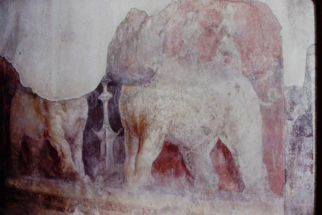 I.6.4 Pompeii, 1968. Room 11, east wall, wall painting of elephants. Photo by Stanley A. Jashemski.
Source: The Wilhelmina and Stanley A. Jashemski archive in the University of Maryland Library, Special Collections (See collection page) and made available under the Creative Commons Attribution-Non Commercial License v.4. See Licence and use details.
J68f0469