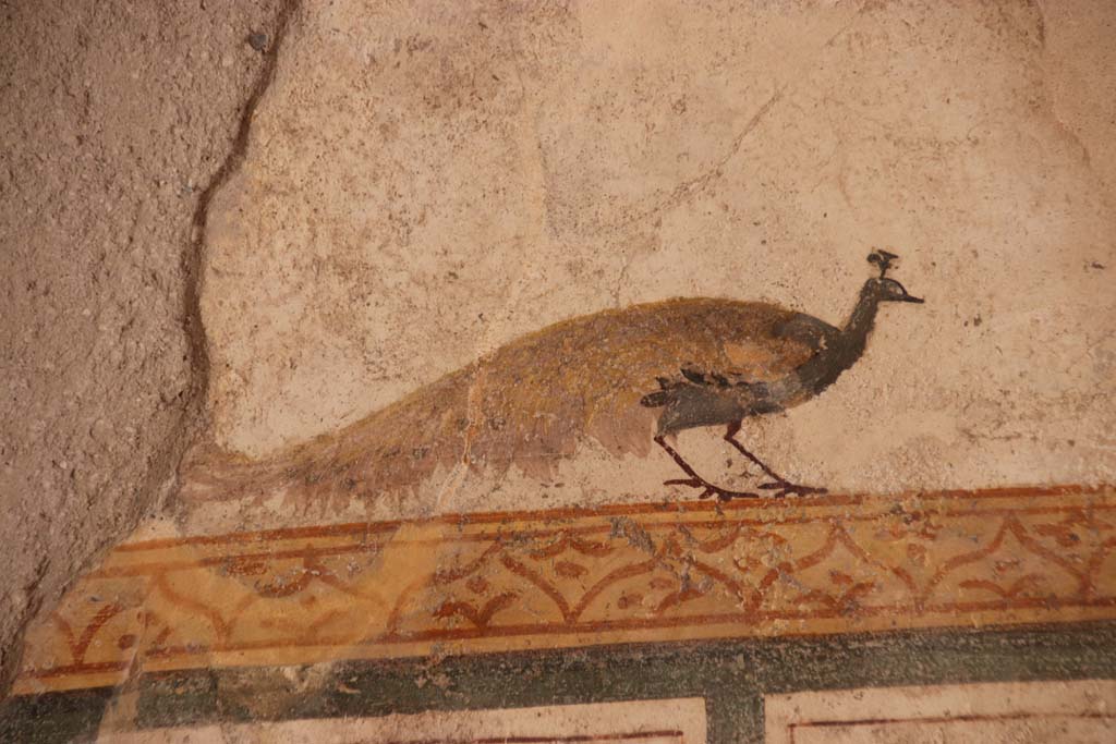 I.6.7 Pompeii. September 2019. Detail of peacock from south end of west wall. Photo courtesy of Klaus Heese.