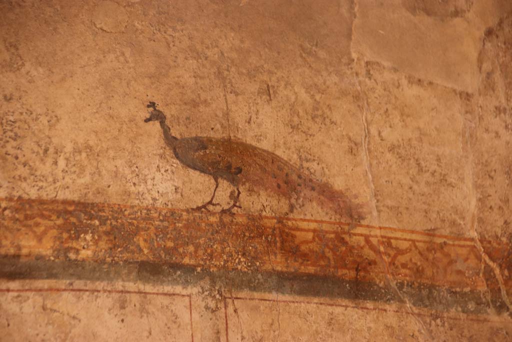I.6.7 Pompeii. September 2019. Detail of peacock from north end of west wall. Photo courtesy of Klaus Heese.