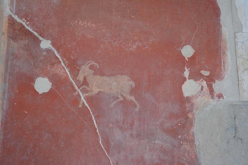 I.7.1 Pompeii. October 2019. Detail of painted goat from middle of red panel at east end of south wall of atrium. 
Foto Annette Haug, ERC Grant 681269 D�COR.
