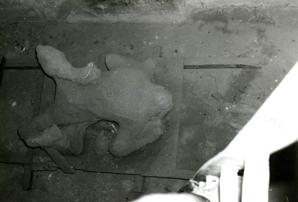 I.8.17 Pompeii. 1968. Casa dei Quattro Stili, cubiculum NE of atrium, cast of corpse from above.
(This photograph is not necessarily from Room 10, but we have included all the photos of the casts together).
Photo courtesy of Anne Laidlaw.
American Academy in Rome, Photographic Archive. Laidlaw collection _P_68_14_25.