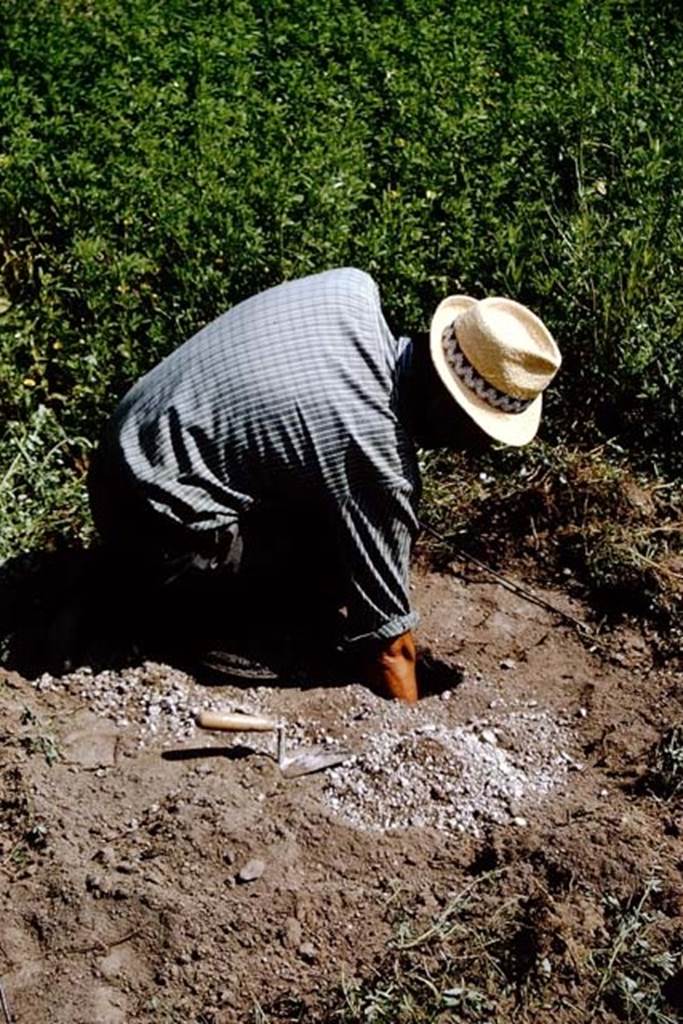I.11.10 Pompeii. 1964. It’s a deep one !  Photo by Stanley A. Jashemski.
Source: The Wilhelmina and Stanley A. Jashemski archive in the University of Maryland Library, Special Collections (See collection page) and made available under the Creative Commons Attribution-Non Commercial License v.4. See Licence and use details.
J64f1486
