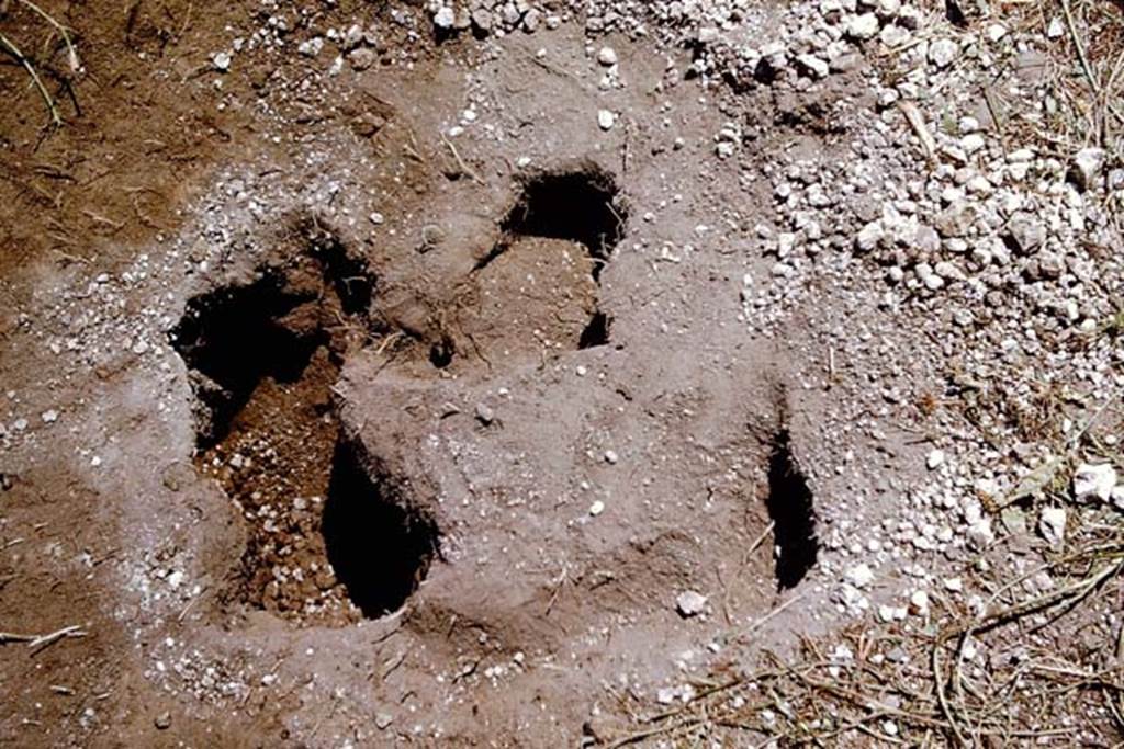 I.11.10 Pompeii. 1964. Finding cavity of roots of a large tree. Photo by Stanley A. Jashemski.
Source: The Wilhelmina and Stanley A. Jashemski archive in the University of Maryland Library, Special Collections (See collection page) and made available under the Creative Commons Attribution-Non Commercial License v.4. See Licence and use details.
J64f1535

