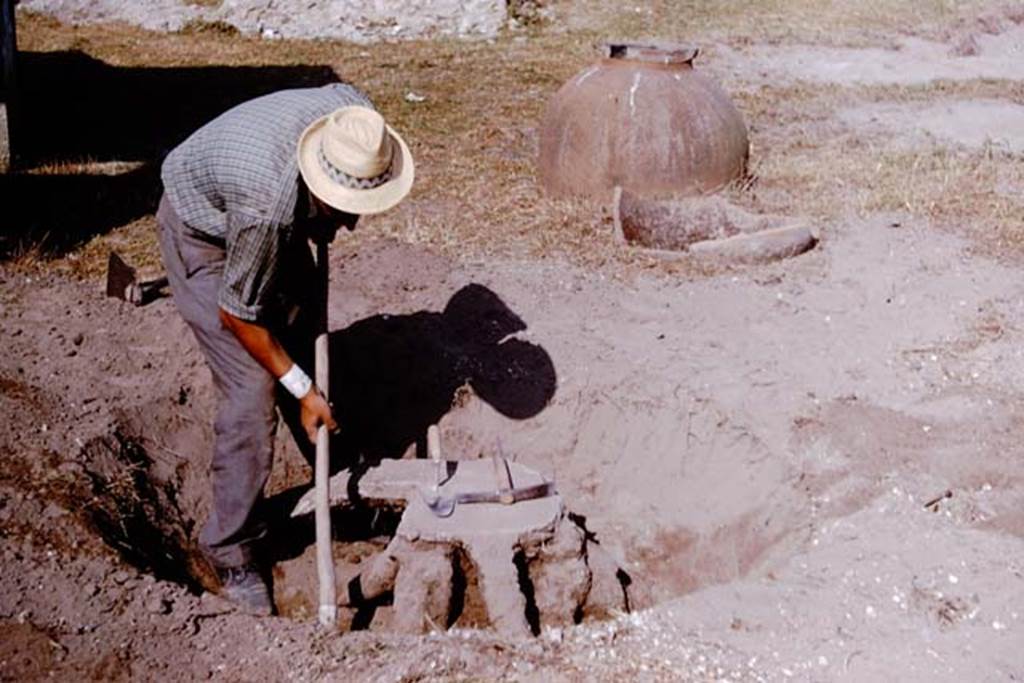I.11.10 Pompeii. 1964. One of the most exciting cavities found was of a large tree root, almost two feet in its largest dimensions at ground level. The tree was planted near the small room on the south side of the area, and would have provided welcome shade for the garden’s users. Photo by Stanley A. Jashemski.
Source: The Wilhelmina and Stanley A. Jashemski archive in the University of Maryland Library, Special Collections (See collection page) and made available under the Creative Commons Attribution-Non Commercial License v.4. See Licence and use details.
J64f1848
