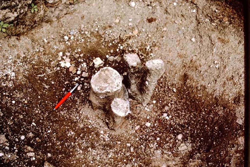 I.11.12 Pompeii. 1964. Root cavity plaster-cast.  Photo by Stanley A. Jashemski.
Source: The Wilhelmina and Stanley A. Jashemski archive in the University of Maryland Library, Special Collections (See collection page) and made available under the Creative Commons Attribution-Non Commercial License v.4. See Licence and use details.
J64f1977

