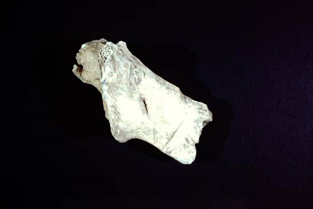 1.14.2, Pompeii. 1974. Bone with �cleaver� marks. Photo by Stanley A. Jashemski.   
Source: The Wilhelmina and Stanley A. Jashemski archive in the University of Maryland Library, Special Collections (See collection page) and made available under the Creative Commons Attribution-Non-Commercial License v.4. See Licence and use details.
J74f0476
According to Wilhelmina, �Between the round table and the triclinium, we uncovered detailed evidence of the last meals enjoyed under this vine-covered arbour, etc. �� There were however, a number of large bones identified as domestic cow and wild boar or pig, which indicated that more desirable food had also been enjoyed; the cleaver marks on the bones showed that they had been split to obtain the marrow, an ancient delicacy.� 
�Both in the backfill and buried at the base of the large limestone block in the south-west part of the garden, more bones of cow, wild boar or pig, and also of sheep or goat, as well as various shells were found.�
See Jashemski, W. F., 1979. The Gardens of Pompeii, vol.1. New York: Caratzas. (p.95-96).
