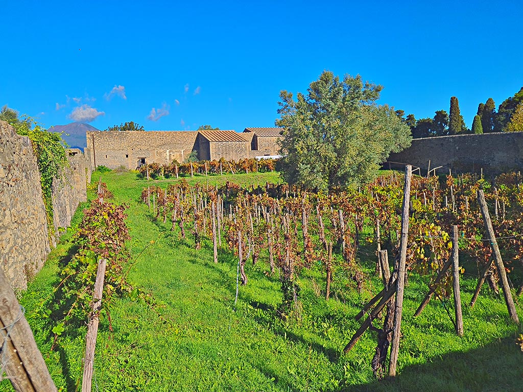 I.15.3 Pompeii. October 2024.
Looking north across garden 14 to rear of houses at I.15.3 and I.15.1, behind tree, centre right. Photo courtesy of Giuseppe Ciaramella.
