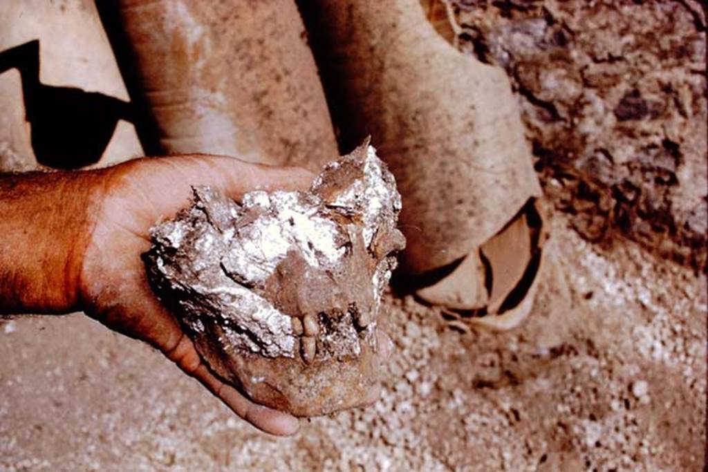 I.15.3 Pompeii. 1972. Found in the north-west corner. Photo by Stanley A. Jashemski. 
Source: The Wilhelmina and Stanley A. Jashemski archive in the University of Maryland Library, Special Collections (See collection page) and made available under the Creative Commons Attribution-Non Commercial License v.4. See Licence and use details. J72f0610
According to Wilhelmina, �Twenty-nine bones and twenty teeth, representing five animal species were found during the excavation of this garden. These were identified as being from dog, pig, cow, sheep, sheep or goat, chicken and some too fragmentary to identify�.
See Jashemski, W. F., 1979. The Gardens of Pompeii. New York: Caratzas. (p.242)

