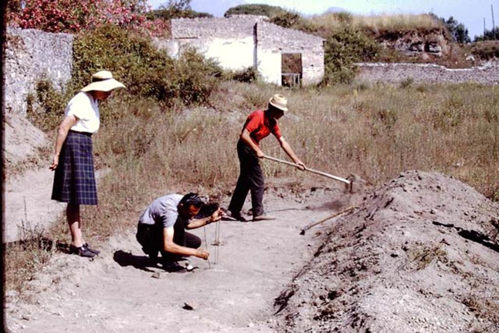 II.5 Pompeii. 1966.  Excavations near west wall, looking north. Photo by Stanley A. Jashemski. Here the original ground level was barely below the surface, and as such had been badly damaged by trucks removing the lapilli in the 1950�s. 
Source: The Wilhelmina and Stanley A. Jashemski archive in the University of Maryland Library, Special Collections (See collection page) and made available under the Creative Commons Attribution-Non Commercial License v.4. See Licence and use details.
J66f0326
