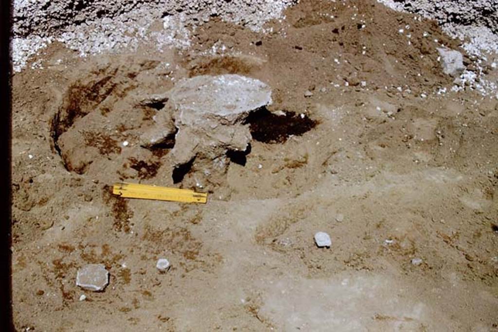 II.5 Pompeii. 1966. Cast of tree-root, in the lower left corner is a cast of a vine-root with the small cast of its stake, at its side. Photo by Stanley A. Jashemski.
Source: The Wilhelmina and Stanley A. Jashemski archive in the University of Maryland Library, Special Collections (See collection page) and made available under the Creative Commons Attribution-Non Commercial 
