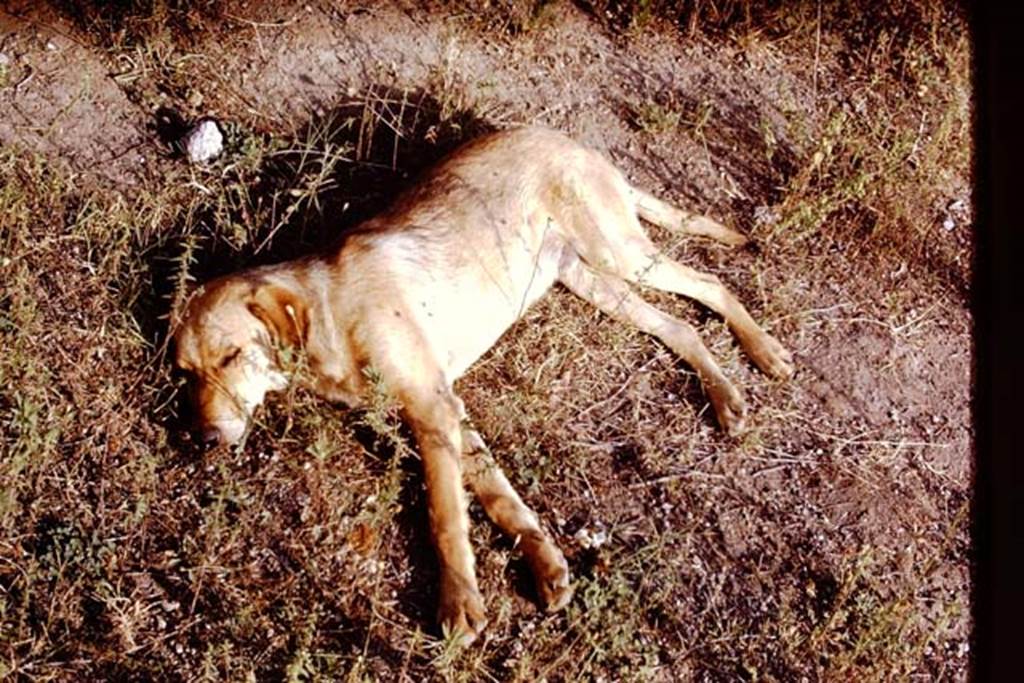 II.5 Pompeii. 1970. Sleeping Pompeii dog.  Photo by Stanley A. Jashemski.
Source: The Wilhelmina and Stanley A. Jashemski archive in the University of Maryland Library, Special Collections (See collection page) and made available under the Creative Commons Attribution-Non Commercial License v.4. See Licence and use details.
J70f0545
