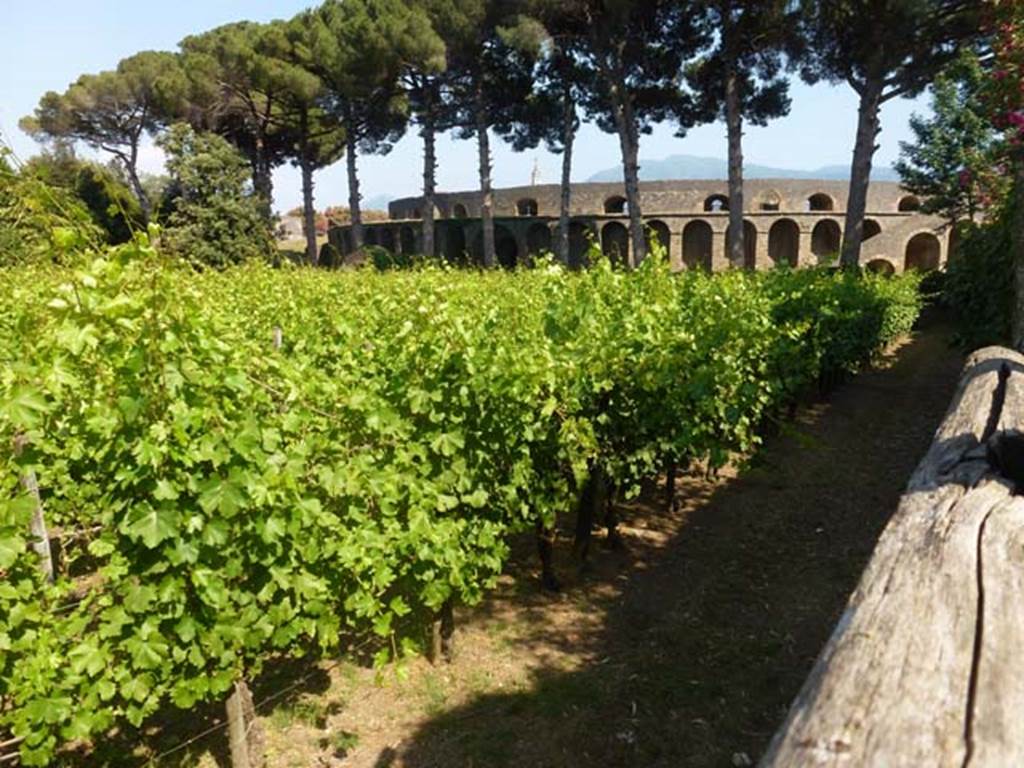 II.5.5 Pompeii. June 2012.  Looking south-east over wall in Vicolo dell’Anfiteatro, across vineyard towards II.5.5 and amphitheatre.

