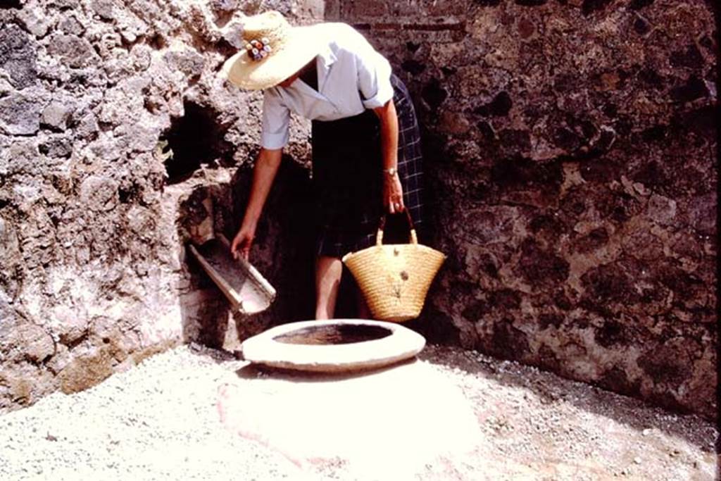 II.8.6 Pompeii, 1973. Buried dolium in north-east corner of garden area.
Wilhelmina demonstrating how water for irrigation would have entered the dolium. Photo by Stanley A. Jashemski. 
Source: The Wilhelmina and Stanley A. Jashemski archive in the University of Maryland Library, Special Collections (See collection page) and made available under the Creative Commons Attribution-Non Commercial License v.4. See Licence and use details.
J73f0338
According to Wilhelmina, �Additional water, which would have had to be carried to the garden, was poured from the street side through an amphora tip (with end broken off) inserted in the east end of the north wall, which would fill the dolium  embedded in the north-east corner of the garden. When the dolium overflowed, the water continued to flow in the channel along the east wall, and eventually along the south wall.
According to Wilhelmina, there were also channels found along the north and south walls.� 
See Jashemski, W.F., 2014. Discovering the Gardens of Pompeii: Memoirs of a Garden Archaeologist, (p.205).
