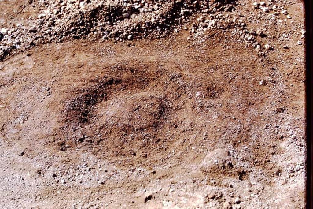 II.8.6 Pompeii, 1973. Round soil formation after the removal of lapilli. Photo by Stanley A. Jashemski. 
Source: The Wilhelmina and Stanley A. Jashemski archive in the University of Maryland Library, Special Collections (See collection page) and made available under the Creative Commons Attribution-Non Commercial License v.4. See Licence and use details.
J73f0342
According to Wilhelmina, 
�A perfectly preserved bed was found, in which after rain, round formations were found; in the centre of each there had once been a very small plant, too small for lapilli to have preserved the root cavity. Around each plant was a depression for water.�  
See Jashemski, W.F., 2014. Discovering the Gardens of Pompeii: Memoirs of a Garden Archaeologist, (p.205).
