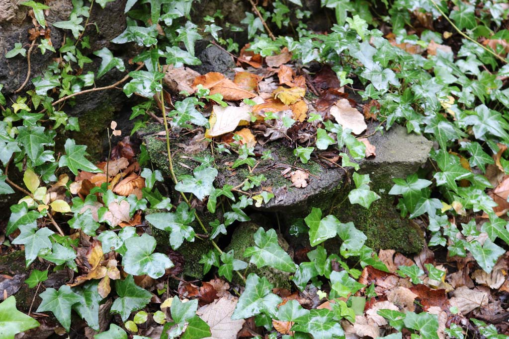 II.9.2 Pompeii. December 2018. Cast of tree root in garden 8. Photo courtesy of Aude Durand.