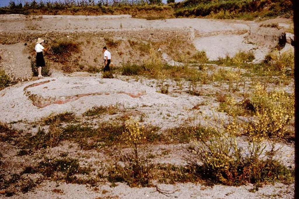 III.7 Pompeii. 1964.  Looking towards triclinium, only partly excavated earlier by the original excavators in 1954-55. According to Wilhelmina, the masonry triclinium had been well protected and was still covered by the original lapilli. In between the couches was a round masonry table, and to the west there appeared to be a badly damaged rectangular serving table. Originally, all would have been covered with red stucco.
See Jashemski, W. F., 1979. The Gardens of Pompeii. New York: Caratzas. (p.230)
Photo by Stanley A. Jashemski.
Source: The Wilhelmina and Stanley A. Jashemski archive in the University of Maryland Library, Special Collections (See collection page) and made available under the Creative Commons Attribution-Non Commercial License v.4. See Licence and use details.
J64f1985
