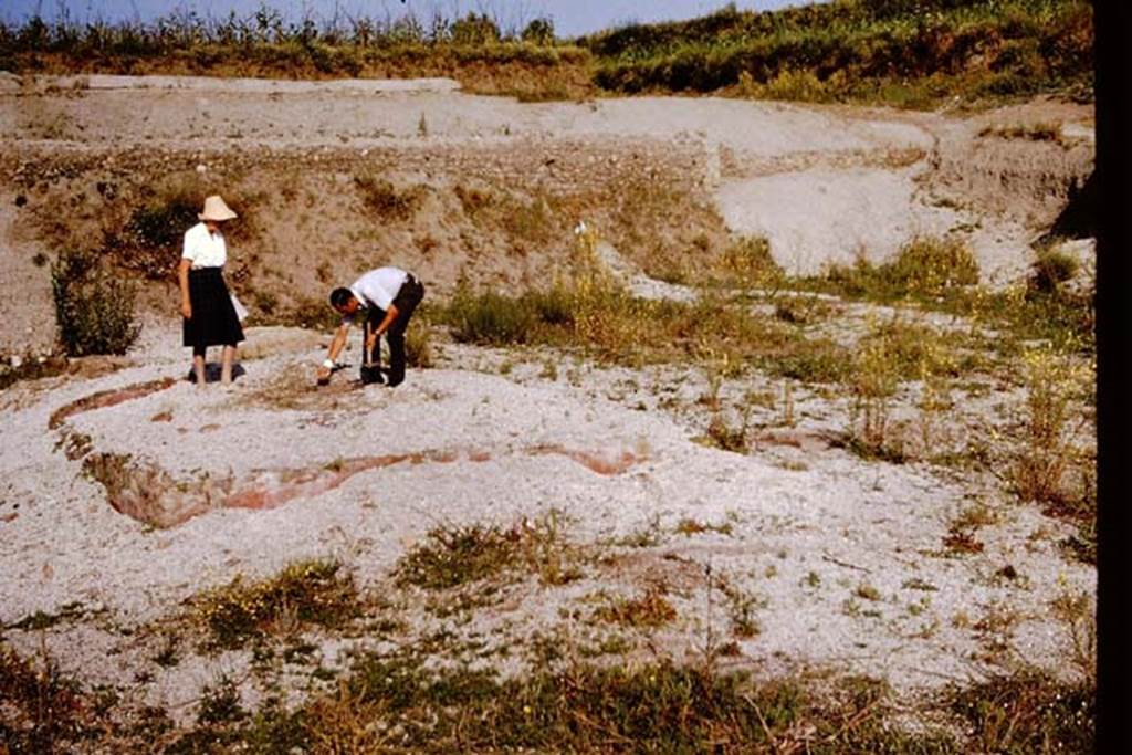 III.7 Pompeii. 1964.  Wilhelmina and Sig. Sicignano examining the triclinium. Photo by Stanley A. Jashemski.
Source: The Wilhelmina and Stanley A. Jashemski archive in the University of Maryland Library, Special Collections (See collection page) and made available under the Creative Commons Attribution-Non Commercial License v.4. See Licence and use details.
J64f1986

