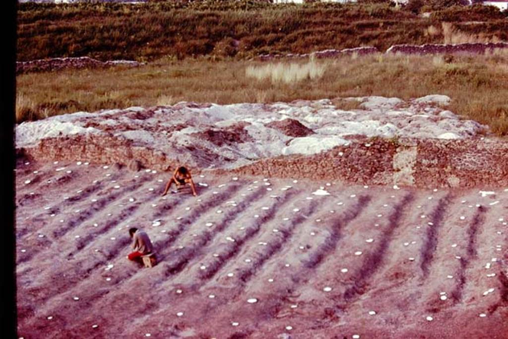 III.7 Pompeii. 1976. Looking east across furrows with clearly marked root cavities. Photo by Stanley A. Jashemski.   
Source: The Wilhelmina and Stanley A. Jashemski archive in the University of Maryland Library, Special Collections (See collection page) and made available under the Creative Commons Attribution-Non Commercial License v.4. See Licence and use details. J76f0473
