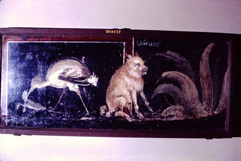 V.1.18 Pompeii. 1966. Room “l”, at base of wall. Painting of water bird with lizard and puppy.
Above the puppy is the inscription A. SYNCLETVS.
Now in Naples Archaeological Museum. Inventory number 110877.
Photo by Stanley A. Jashemski.
Source: The Wilhelmina and Stanley A. Jashemski archive in the University of Maryland Library, Special Collections (See collection page) and made available under the Creative Commons Attribution-Non Commercial License v.4. See Licence and use details.
J66f0800
See Presuhn E., 1882. Pompeji: Die Neuesten Ausgrabungen von 1874 bis 1881. Leipzig: Weigel. Abtheilung II, p. 4.
