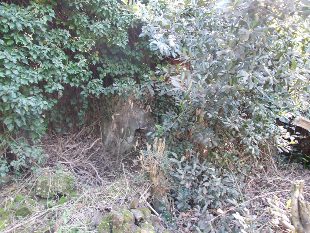 V.3.12 Pompeii. March 2009. Overgrown area.