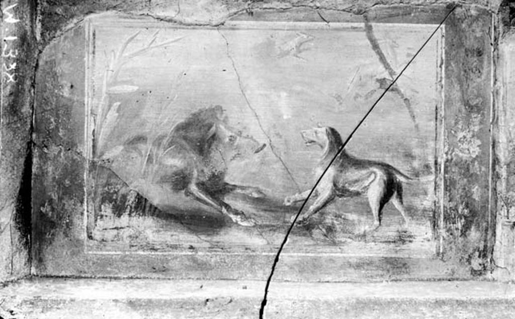 231143 Bestand-D-DAI-ROM-W.1388.jpg
V.5.3 Pompeii. W.1388. Room 7, north section of peristyle. Painting of hunt scene showing a boar facing a dog. In the background another dog following a deer. Destroyed. On the night of 16th September 1943, two bombs fell on the northern section. Four columns and three plutei of the north portico were destroyed. Also destroyed were the perimeter wall towards the north, and the stables accessible from Vicolo dei Gladiatori. There was a total loss of the hunt scenes that decorated the external front of the pluteus between the first and second column of the extreme east side of the north portico.
See Garcia y Garcia, L., 2006. Danni di guerra a Pompei. Rome: L’Erma di Bretschneider. (p.63-65)
See Not. Scavi, 1899, p.350, number 7, fig 9.
Also destroyed was a painting of a tiger biting a dog and in his turn being assailed by another dog that was leaping onto him.
See Notizie degli Scavi di Antichità, 1899, p.350, number 8.
Photo by Tatiana Warscher. With kind permission of DAI Rome, whose copyright it remains.
See http://arachne.uni-koeln.de/item/marbilderbestand/231143
