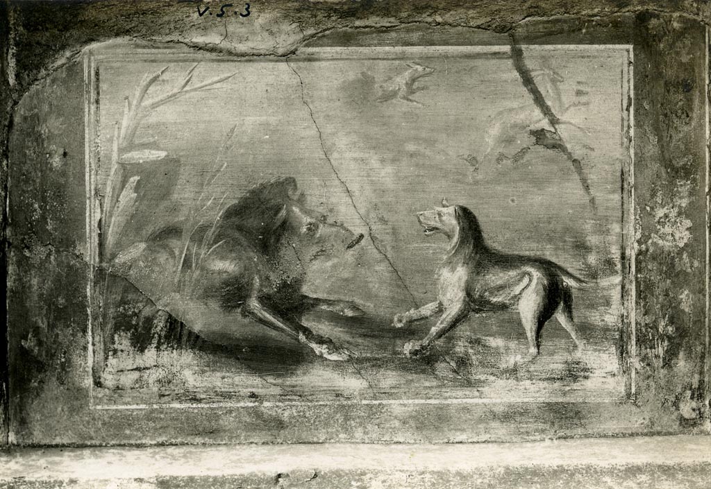 V.5.3 Pompeii. Pre-1937-39. Room 7, north section of peristyle.
Painting of hunt scene showing a boar facing a dog. In the background another dog following a deer. Destroyed.
Photo courtesy of American Academy in Rome, Photographic Archive. Warsher collection no. 1685.