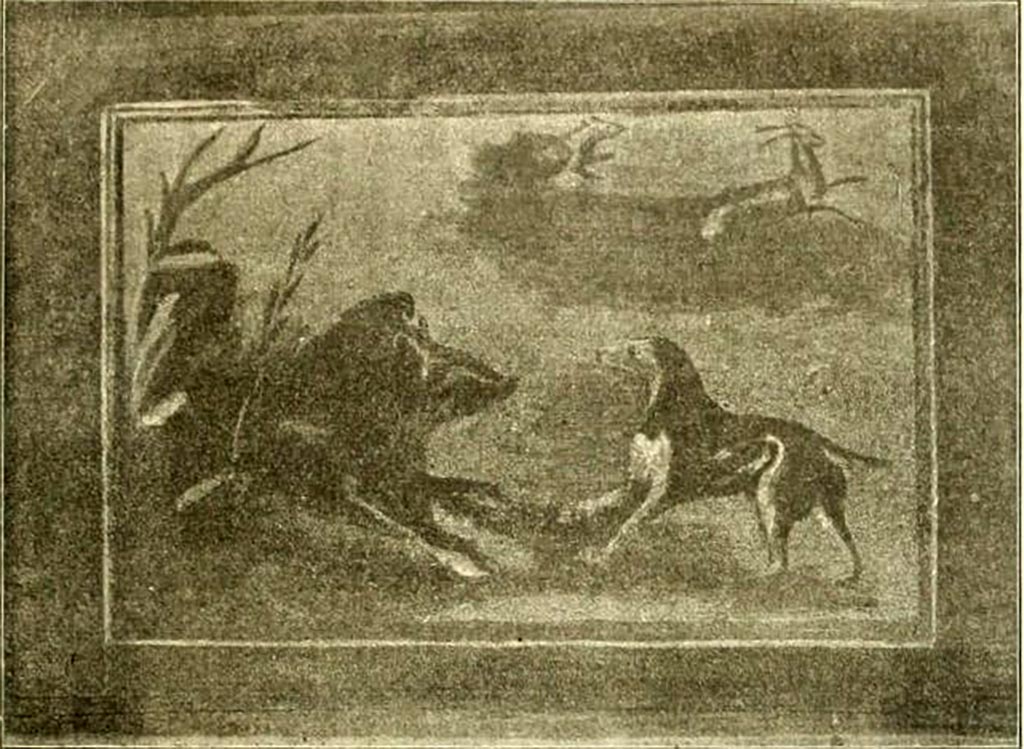 V.5.3 Pompeii. 1899. Room 7, north section of peristyle.
Painting of hunt scene showing a boar facing a dog. In the background another dog chasing a deer.
See Notizie degli Scavi di Antichità, 1899, p. 349 fig. 9.