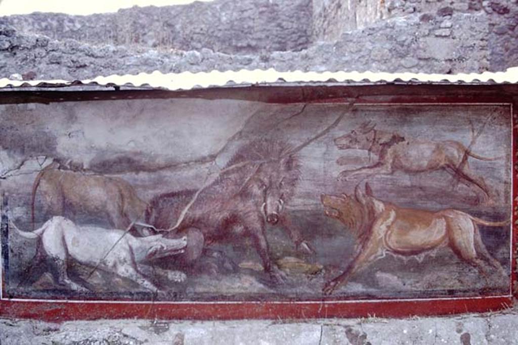 V.5.3 Pompeii. 1968. Room 7, peristyle. Painting 7 � detail from animal painting of boar being attacked by four dogs, on west side of peristyle. Photo by Stanley A. Jashemski.
Source: The Wilhelmina and Stanley A. Jashemski archive in the University of Maryland Library, Special Collections (See collection page) and made available under the Creative Commons Attribution-Non Commercial License v.4. See Licence and use details.
J68f1609
