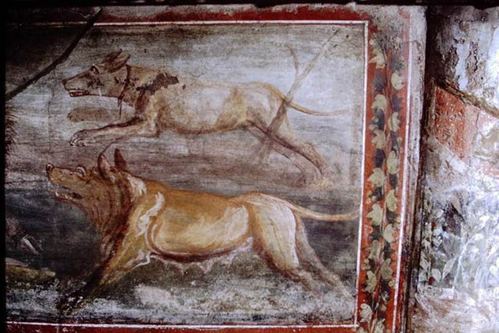 V.5.3 Pompeii. 1968. Room 7, peristyle � detail from Painting 7. Photo by Stanley A. Jashemski.
Source: The Wilhelmina and Stanley A. Jashemski archive in the University of Maryland Library, Special Collections (See collection page) and made available under the Creative Commons Attribution-Non Commercial License v.4. See Licence and use details.
J68f1543
