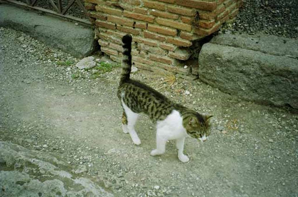 VI.3.8 Pompeii. July 2010. The new owner of the House of Sallust passing by (see VI.2.4).  Photo courtesy of Rick Bauer.
