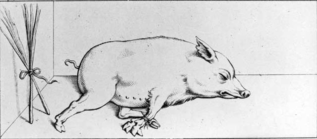 231557 Bestand-D-DAI-ROM-W.0234
VI.9.6 Pompeii. W.234. Drawing of pig and two brooms, from west wall of peristyle.
Photo by Tatiana Warscher. With kind permission of DAI Rome, whose copyright it remains.
See http://arachne.uni-koeln.de/item/marbilderbestand/231557