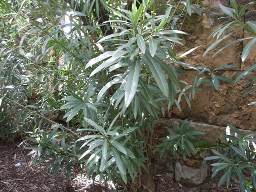 VI.10.11 Pompeii. March 2009. Room 17, remains of column? near west wall of garden.  