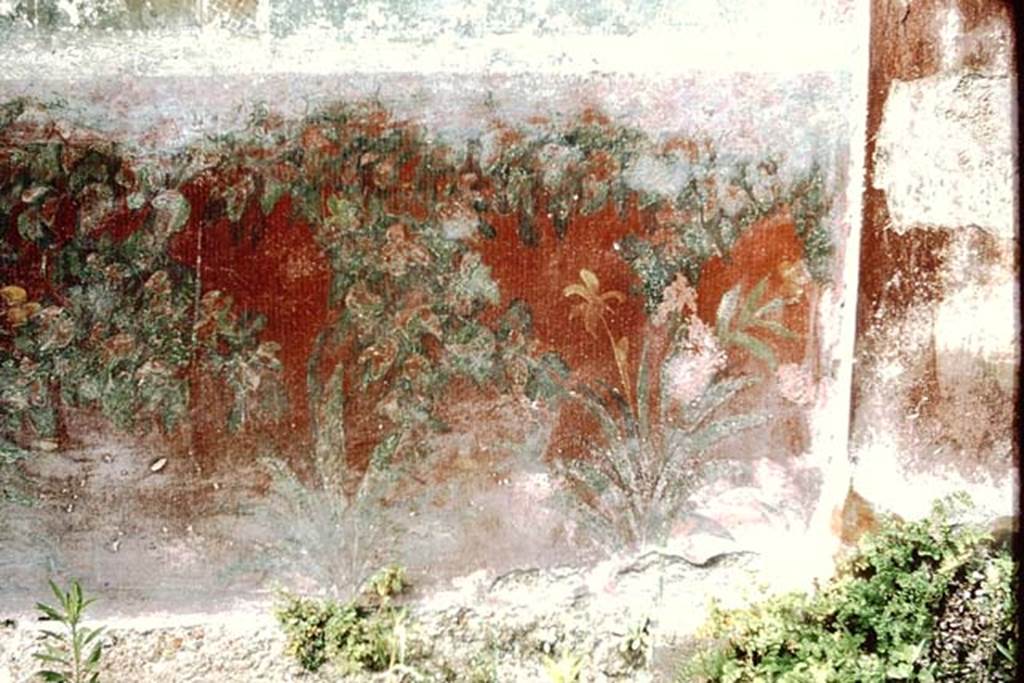 VI.14.20 Pompeii. 1964. Room 18, painting of plants on lower border on north end of west wall of garden area. Photo by Stanley A. Jashemski.
Source: The Wilhelmina and Stanley A. Jashemski archive in the University of Maryland Library, Special Collections (See collection page) and made available under the Creative Commons Attribution-Non Commercial License v.4. See Licence and use details.
J64f1613