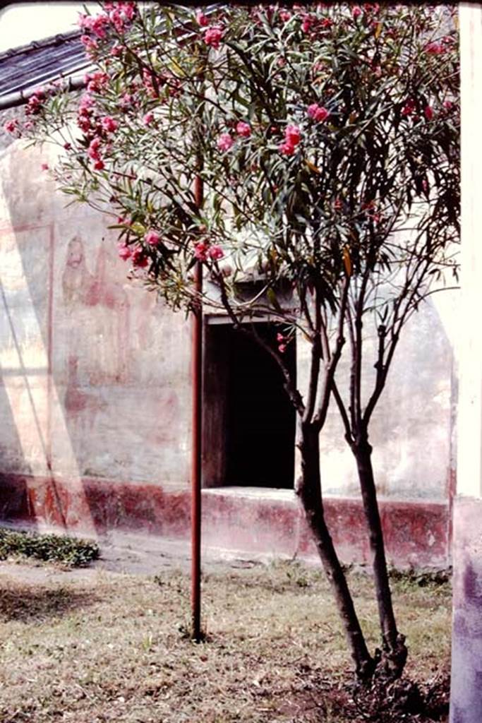 VI.14.20 Pompeii, 1983. Room 18, looking south-west across garden area.
Source: The Wilhelmina and Stanley A. Jashemski archive in the University of Maryland Library, Special Collections (See collection page) and made available under the Creative Commons Attribution-Non Commercial License v.4. See Licence and use details. J80f0556