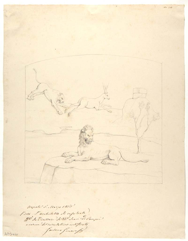 VII.1.8 Pompeii. Drawing attributed to Nicola La Volpe, 1855, showing hunt of wild animals.
A painted hunt was seen on the west walls of both room E, and this room G.
As the walls are now totally faded and illegible, it is not possible to identify an exact location.
Now in Naples Archaeological Museum. Inventory number ADS 460.
Photo © ICCD. http://www.catalogo.beniculturali.it
Utilizzabili alle condizioni della licenza Attribuzione - Non commerciale - Condividi allo stesso modo 2.5 Italia (CC BY-NC-SA 2.5 IT)

