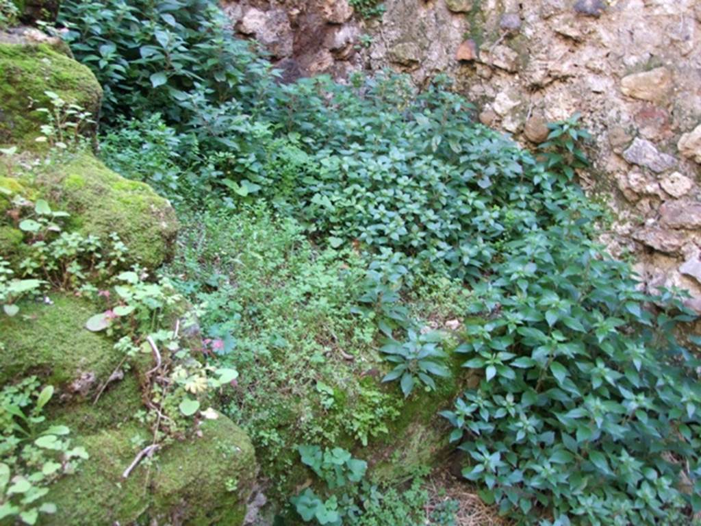 VII.2.14 Pompeii.  March 2009. Two rooms on north side of corridor.  