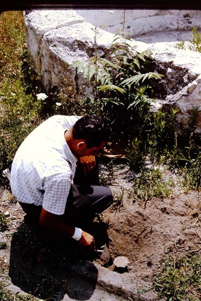 VII.16.22 Pompeii. 1964. Edge of circular pool in courtyard garden, digging out a plaster cast of a root, made previously.  Photo by Stanley A. Jashemski.
Source: The Wilhelmina and Stanley A. Jashemski archive in the University of Maryland Library, Special Collections (See collection page) and made available under the Creative Commons Attribution-Non Commercial License v.4. See Licence and use details.
J64f2024
