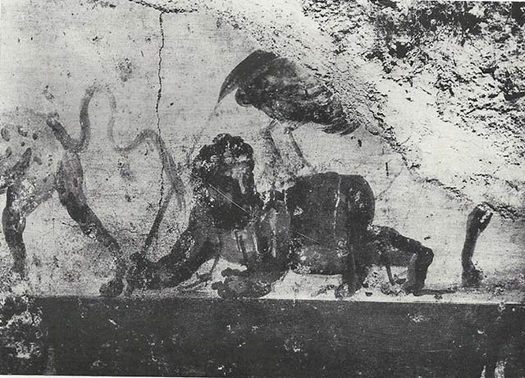 VIII.7.24 Pompeii. 1955. Fragment of Nilotic painting in peristyle. East wall. The crane and the torment of the Pygmy.
See Maiuri A., 1955. Una Nuova Pittura Nilotica a Pompei. Roma: Acc. Naz dei Lincei, Tav. VI, 2.